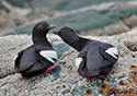 Cepphus columba